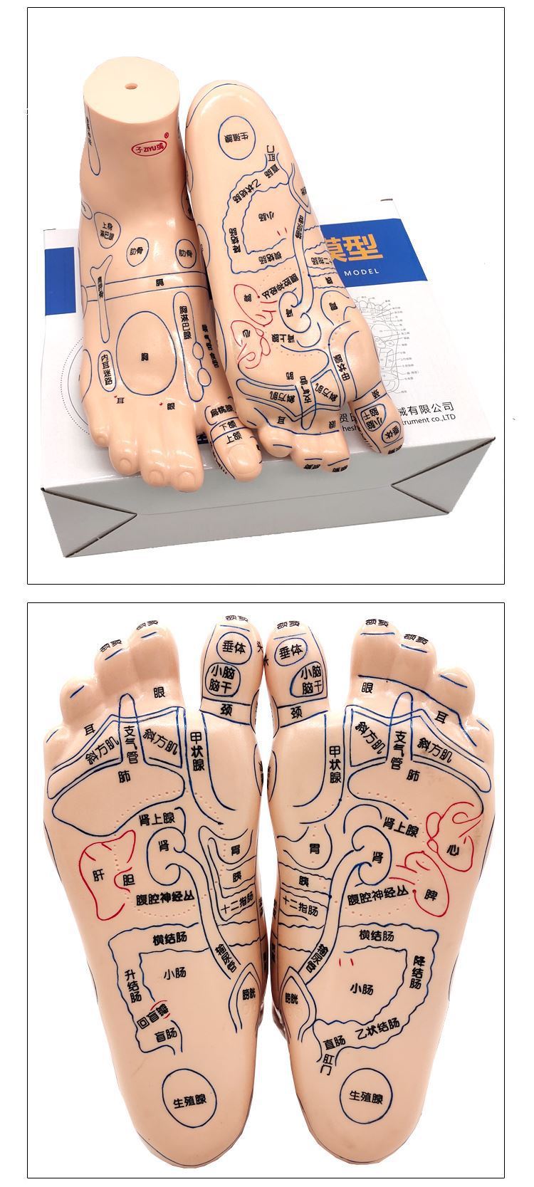 脚部穴位模型足底按摩推拿足模推拿练习软质小脚脚底反射区医学