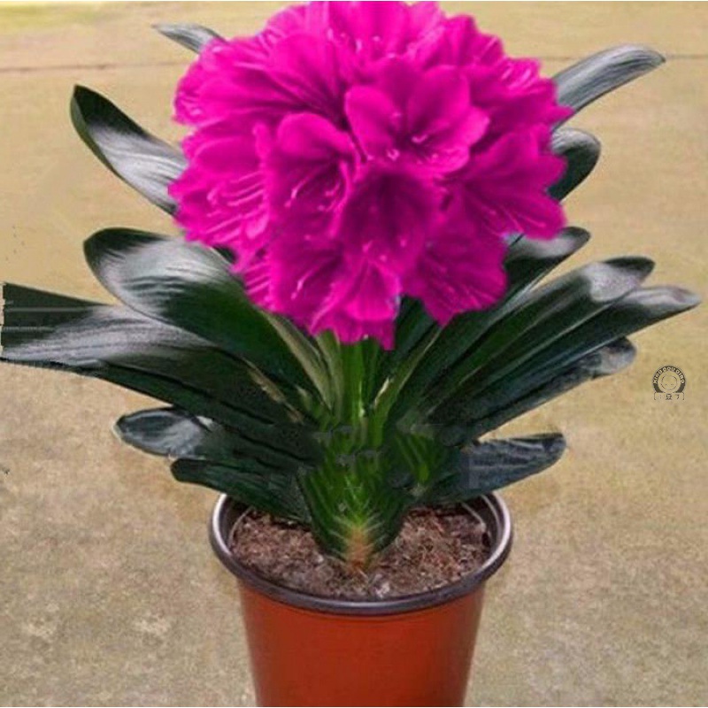 短叶花卉盆栽名贵品种高档长春苗精品君子兰彩兰大苗不带盆栽好