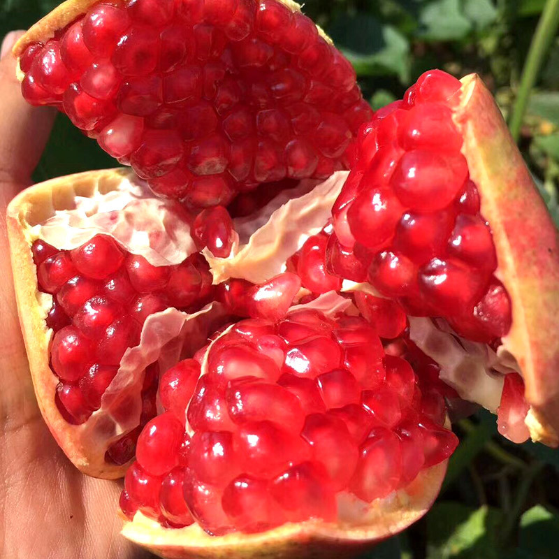 【河南红子】-河南红子厂家,品牌,图片,热帖-阿里巴巴