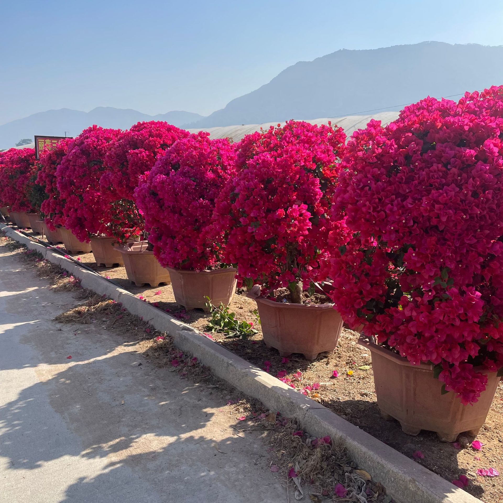 广东水红四季红勒杜鹃云南紫球型三角梅造型多色三角梅桩景批发