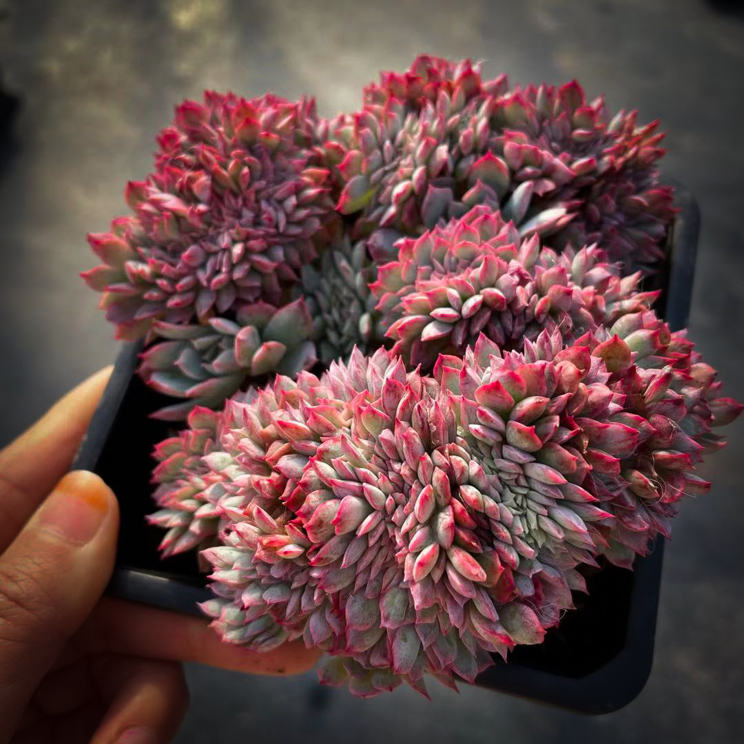 缀化多肉植物老桩 缀化多肉稀有缀化板子 红色四季绿植盆栽萌肉肉