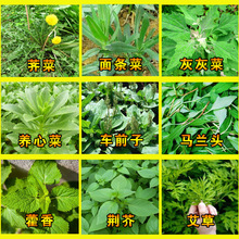 四季养生野生蔬菜种子艾草薄荷马兰头紫苏苋菜面条菜车前子蒲公英