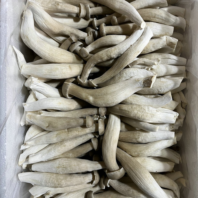 新鲜鹿茸菇鹿茸菌食用菌蘑菇饭店酒店食材农产品特产云南产优质