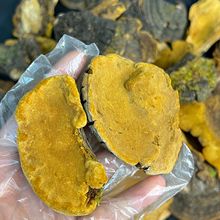 野生平盖灵芝树舌灵芝500g长白山天然野生青芝林芝新货干货可切片