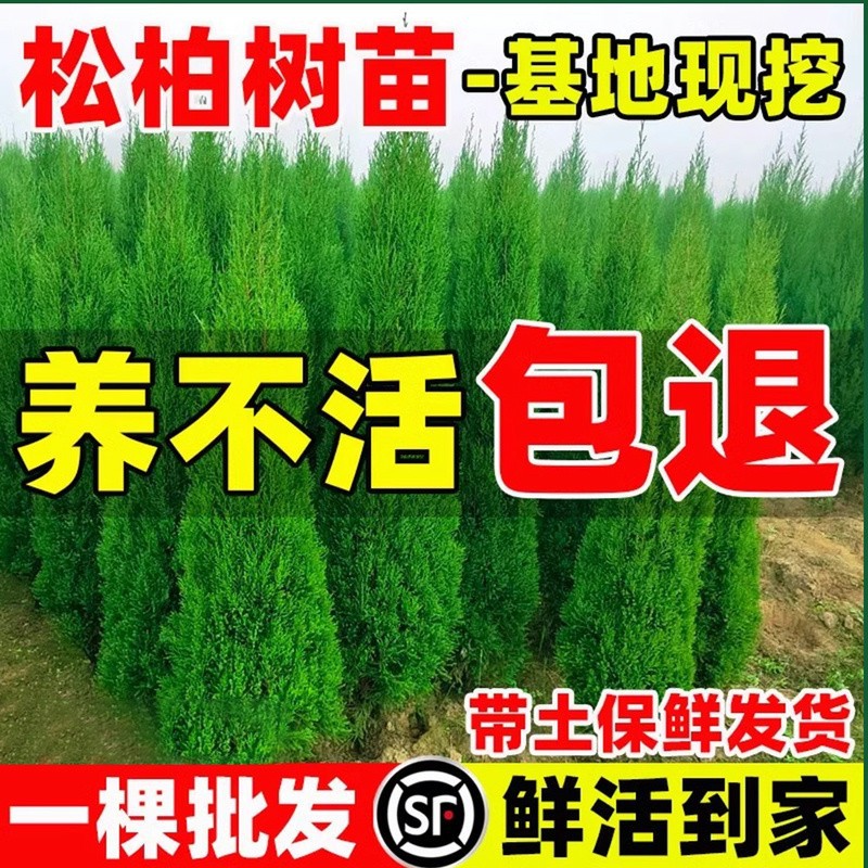 庭院行道柏树树苗塔柏侧柏龙柏园林工程绿化乔木四季常青