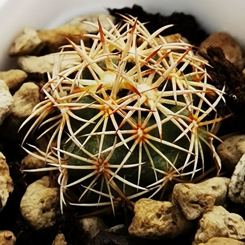 单棵 多肉植物 仙人球 顶花球 狮子奋迅 美刺 花卉园艺 绿植盆栽