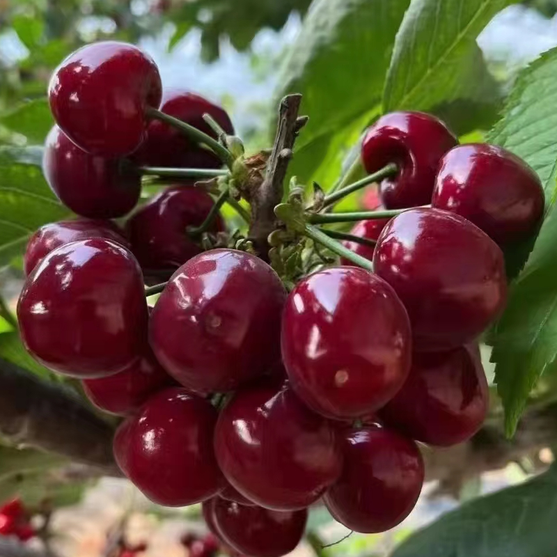 山西运城绛县樱桃美早黑红大樱桃新鲜孕妇水果车厘子现摘现发5斤