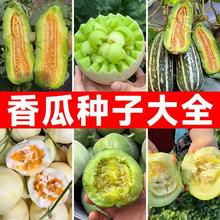 香瓜种籽大全羊角蜜绿宝石玉菇茹日本甜宝种子孑庭院盆栽四季可种