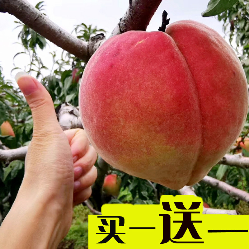 桃树果苗冬桃树嫁接苗黄桃树苗南北方种植地栽特大早熟水蜜桃果苗