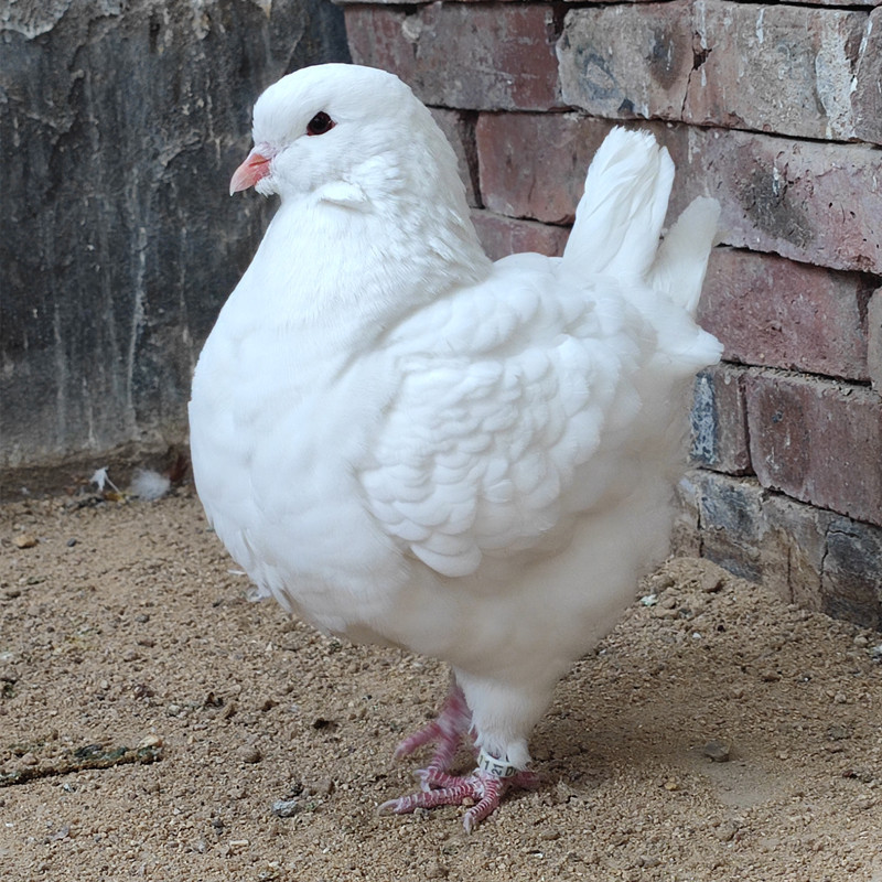 白元宝鸽子  落地王鸽子青年鸽 摩登那鸽