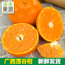 产地直发 广西茂谷柑大果9斤装整箱新鲜水果网红脏脏柑橘子批发