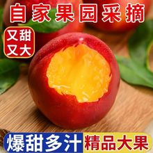 爆甜现摘黄肉油桃新鲜水果脆甜应季孕妇黄心桃子水蜜桃批发包邮