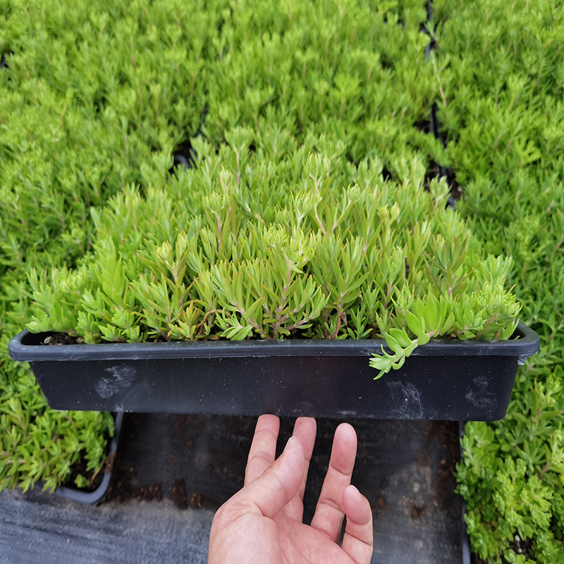 绿叶佛甲草大盘垂盆草屋顶楼顶绿化景观隔热草坪盆栽盆景