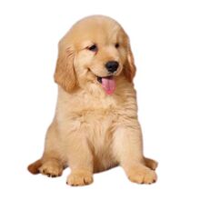 费领养纯种金毛幼犬活体宠物大骨架血统巡回犬宠物狗_阿里巴巴找货