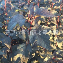 批发紫叶枫香果绿篱苗0.6-1.2米绿化金叶紫叶风箱果杯苗扦插小苗