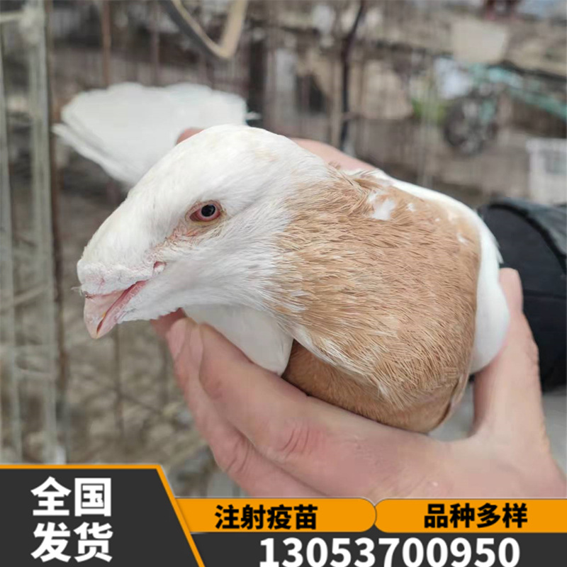 蛇头鸽子活体 黄杠马头鸽子 瓦灰蛇头鸽子 观赏鸽种蛋