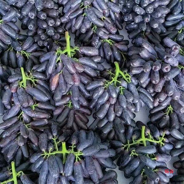 金手指葡萄整箱美人指提子当季黑提子大果新鲜无籽-阿里巴巴