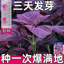 四季食用紫苏种子紫苏籽种子香菜种紫苏盆栽阳台苏子粒种香菜籽种