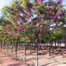 嫁接香花槐4公分5公分香花槐树基地现挖现发园林绿化行道香花槐树