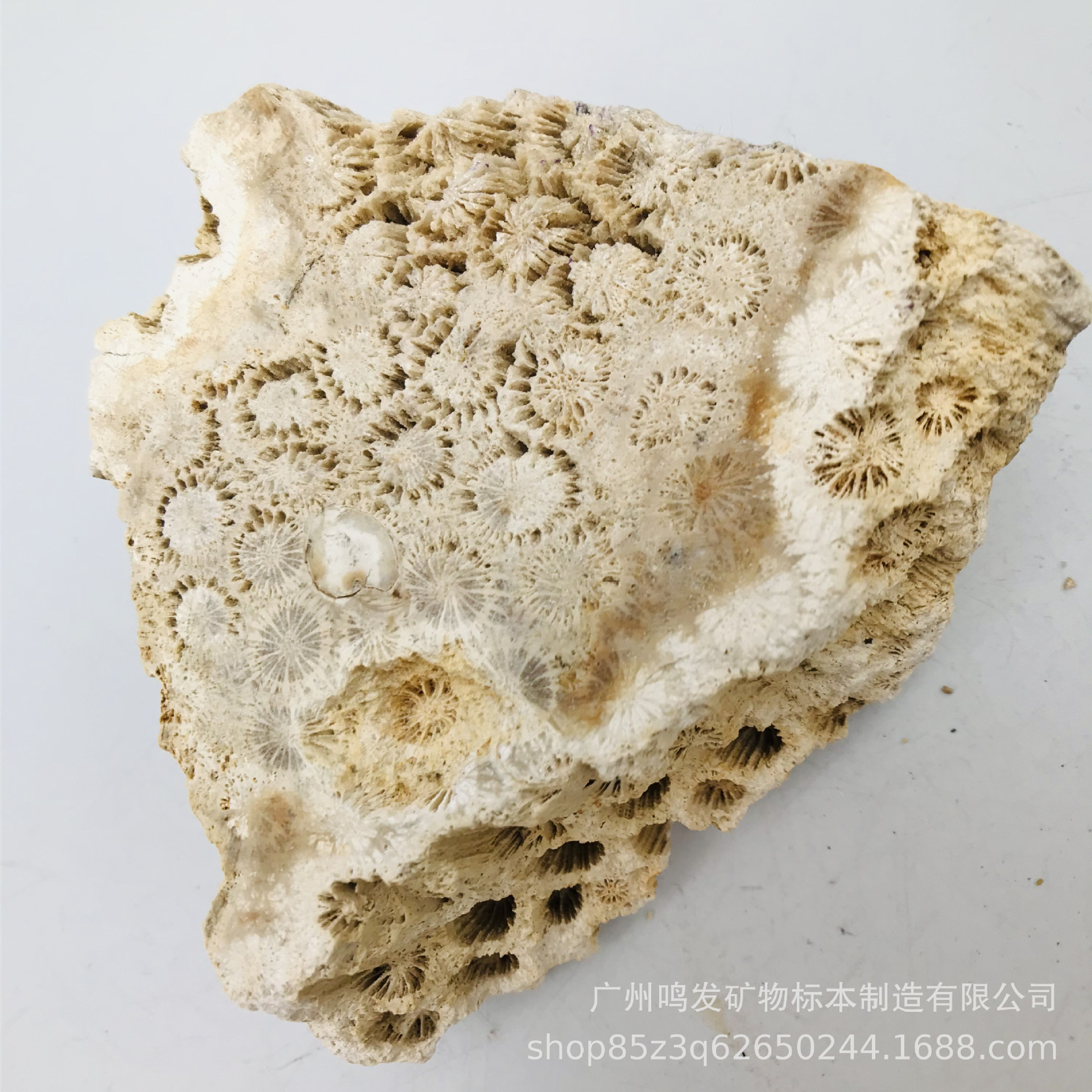 天然珊瑚玉原石原料 菊花玉 有机宝石 发财玉 收藏观赏摆件