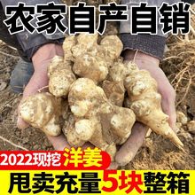 卖爆3斤洋姜新鲜现挖洋姜脆甜鬼子姜不辣菊芋腌制咸菜酱菜沙地姜