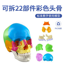彩色可分解头颅骨插件颅模型可拆分22部分教学头骨模型医学教学