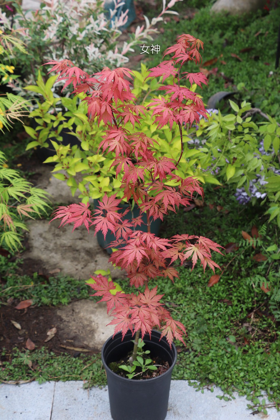 [嘉瑞]红枫树种 彩色枫树 流泉 约旦女神 茜空 红小袖嫁接盆栽苗