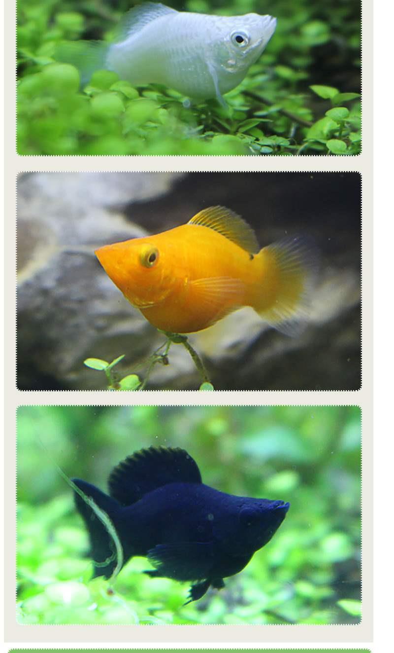胎生鱼集曼龙黑玛丽小型曼龙金球玛丽皮球热带鱼观赏鱼宠物鱼丽丽