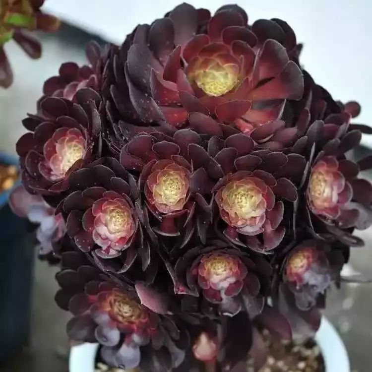 精品法师多肉植物老桩手捧花红覆轮缀化铜壶万圣节绿羊绒绿植盆栽