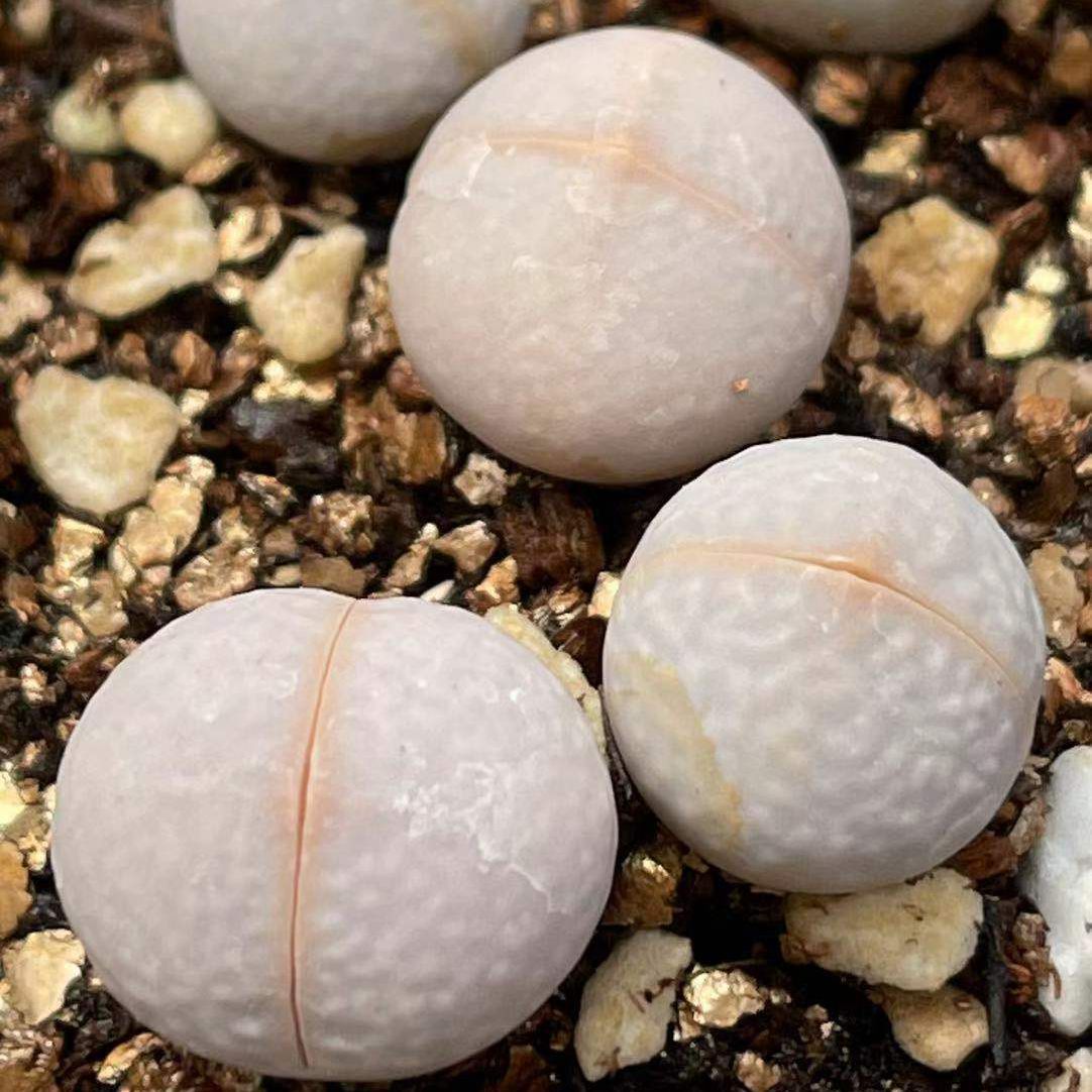 多肉植物 绿福来玉 荧光绿色 生石花母本 花卉园艺 绿植盆栽