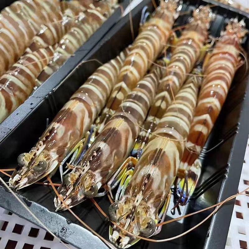 虎虾野生斑节新鲜大虾子鲜活竹节基围特大号红九节黑包邮特产休闲