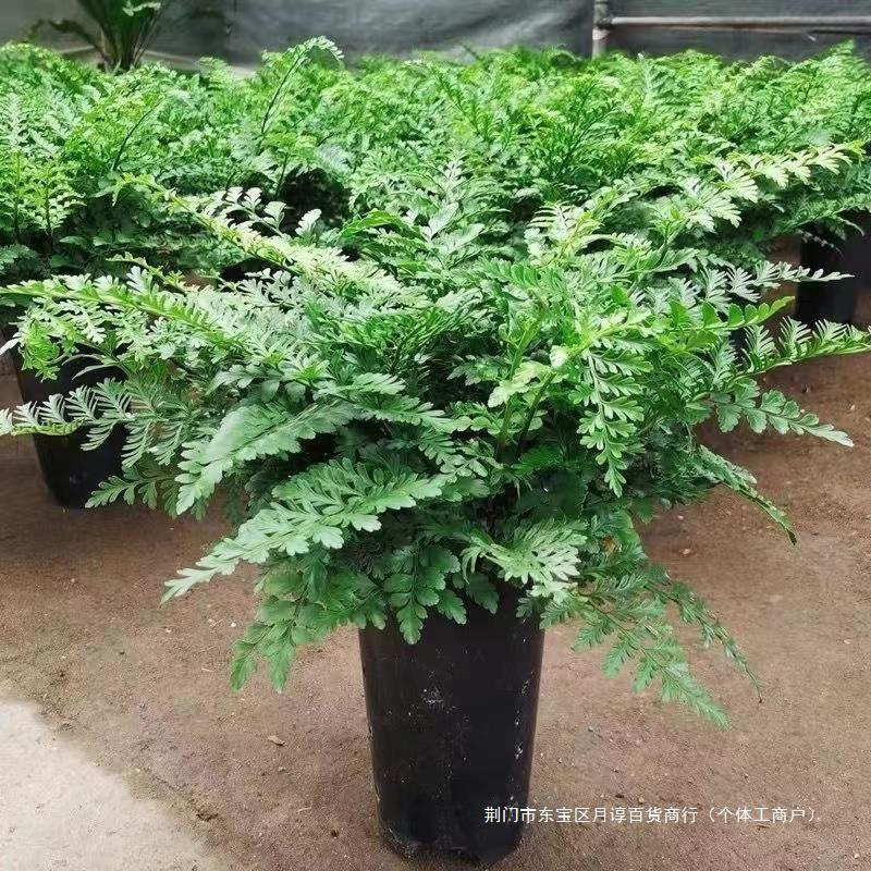 吉姆蕨盆栽网红蕨类植物办公室绿植室内欧洲蕨平安蕨宝石蕨铁线蕨