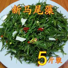 新鲜盐渍马尾藻鲜嫩笋长寿菜羊栖菜即食凉拌菜火锅食材厂一件批发