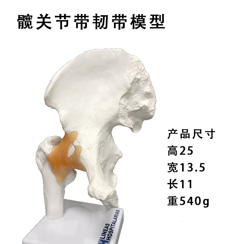 Ly Hip Joint Model Human Skeleton Anatomy Teaching Practice Belt Ligament Anatomy 6 Large Joint Hip Joint Model