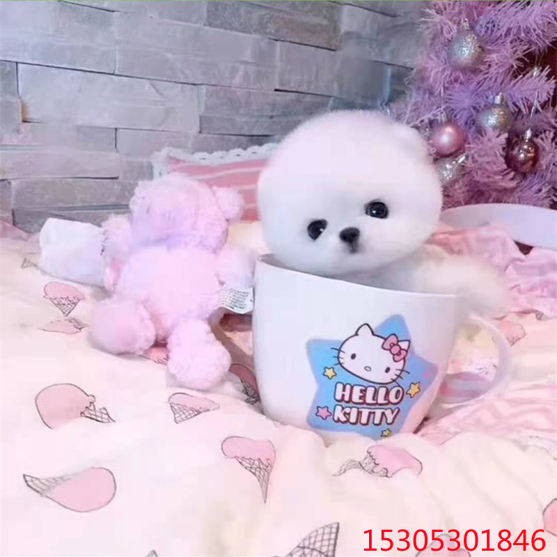 0成交0条出售家养活物博美幼犬狗狗小型犬长不大茶杯犬哪里有卖价格