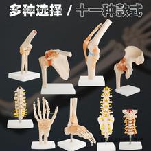 人体膝关节功能模型肩关节肘关节手关节脚关节髋关节可动骨骼模型