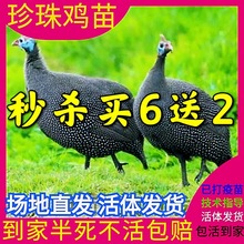 散养珍珠鸡活体珍珠鸡苗土鸡公鸡母鸡活鸡苗包活到家