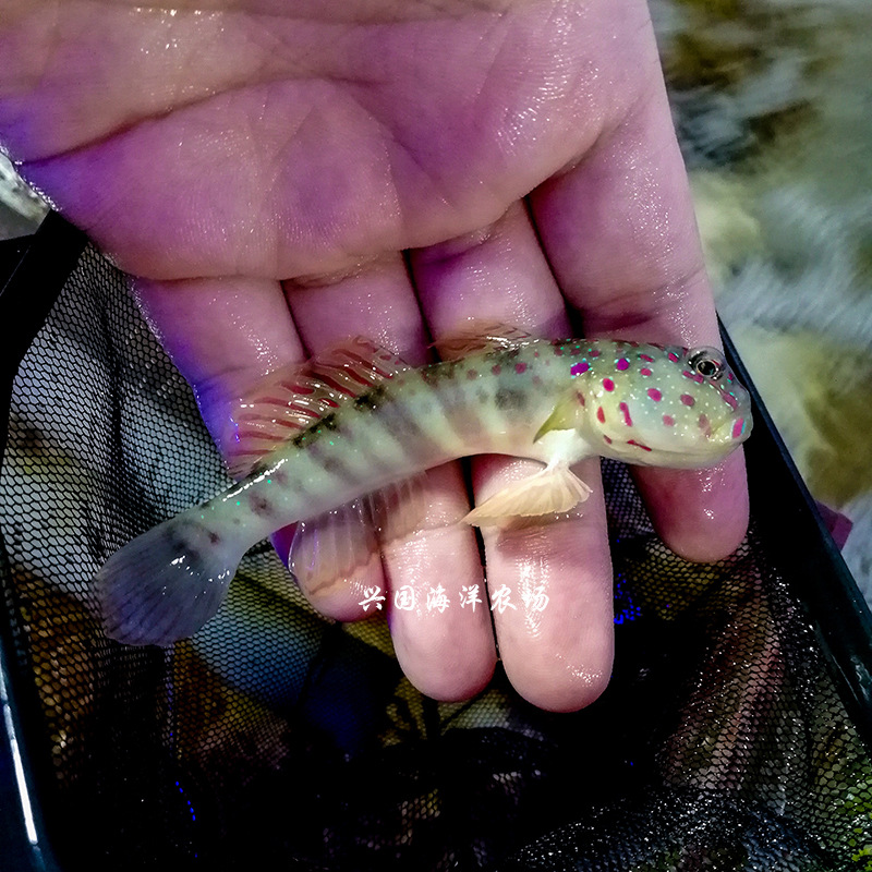 粉点虾虎紫点新加坡蓝斑点粉点古b海水鱼活体海缸翻沙快递包活