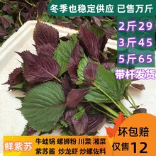 新鲜现摘紫苏叶带杆新鲜食用紫苏牛蛙鱼虾田螺蛳粉香料 增香去腥