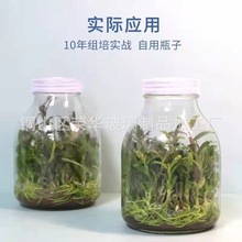 组培玻璃瓶组培瓶菌种瓶兰花瓶650ml食用菌生态瓶抗压耐高温120度