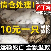 芦丁鸡卢丁鸡宠物鸡产蛋下蛋包邮包活下蛋观赏好养抱窝宠物鸡好养