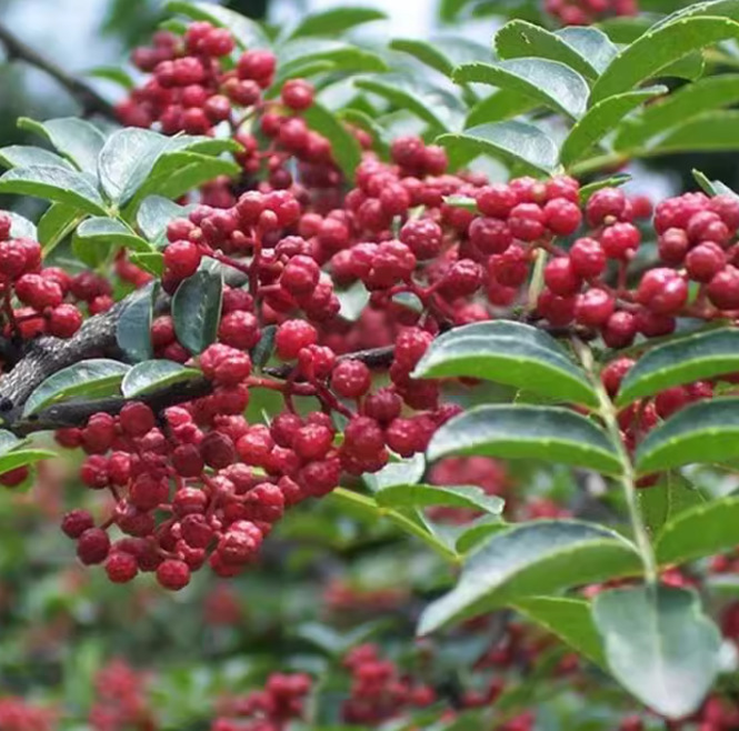 一件代发大红袍花椒苗树食用盆栽盆栽地栽南北种植花椒苗四川麻椒