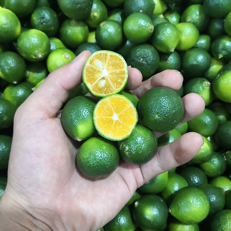 海南小青桔1/2/5/9斤新鲜小金桔青金桔柠檬奶茶饮店原料一件代发