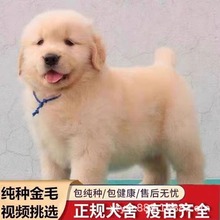 纯种金毛犬活体宠物幼犬家养宠物犬赛级双血统大骨架金毛幼犬