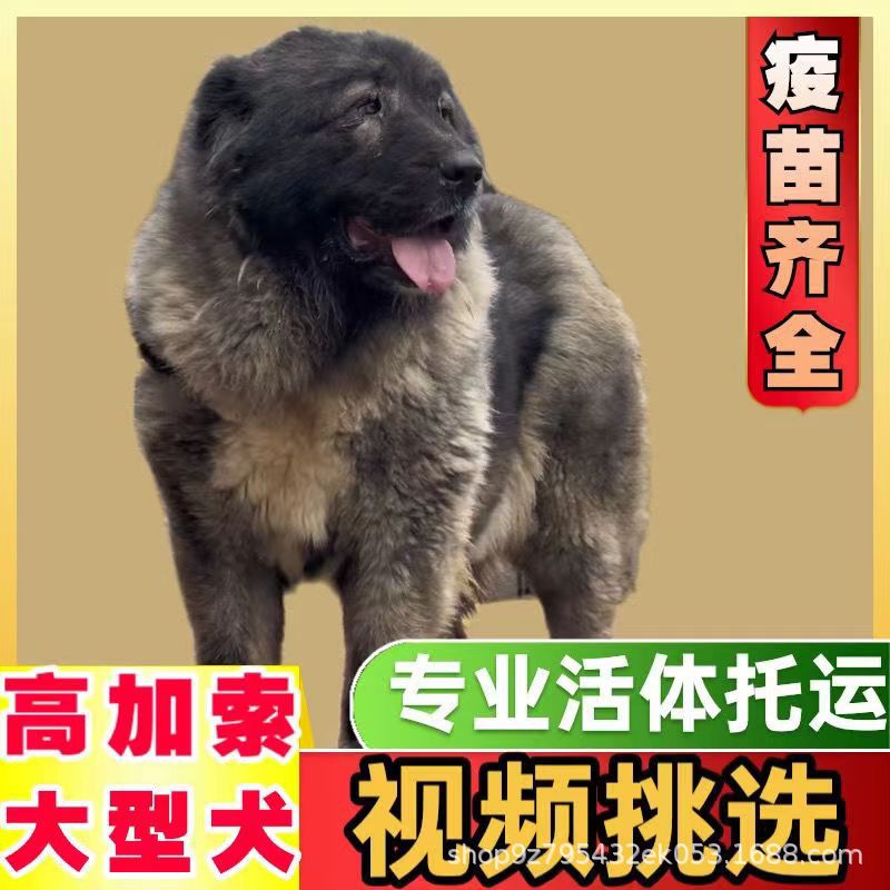 高加索幼犬活体巨型犬高加索幼犬活体纯种宠物狗高加索犬批发活体