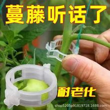 扶蔓固定夹绑蔓夹固定卡扣升级加厚花园藤蔓植物固定爬藤定型夹子