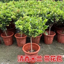 树形独杆米兰盆栽花苗四季好养的花开花不断室内香花植物美化空气