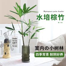 水培植物棕竹室内好养富贵竹水竹无土纯水培桌面高端竹子绿植盆栽