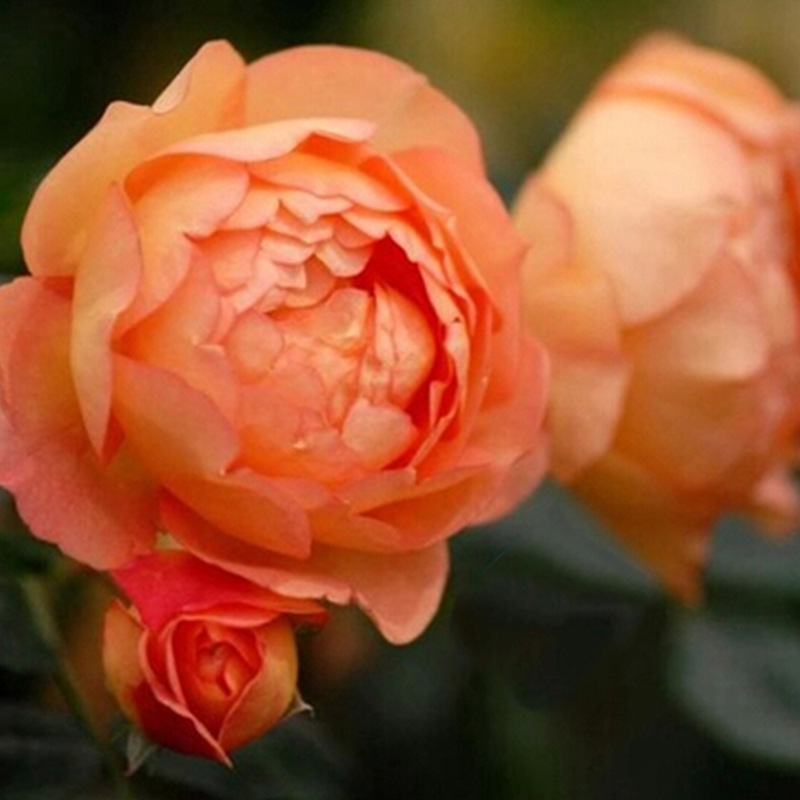 夏夫人 老园丁月季(玫瑰) 夏洛特夫人 1加仑中苗