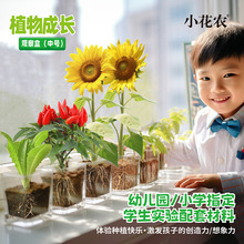 小花农植物成长观察盒 儿童学生实验种植杯 蔬果根系花卉生长观察